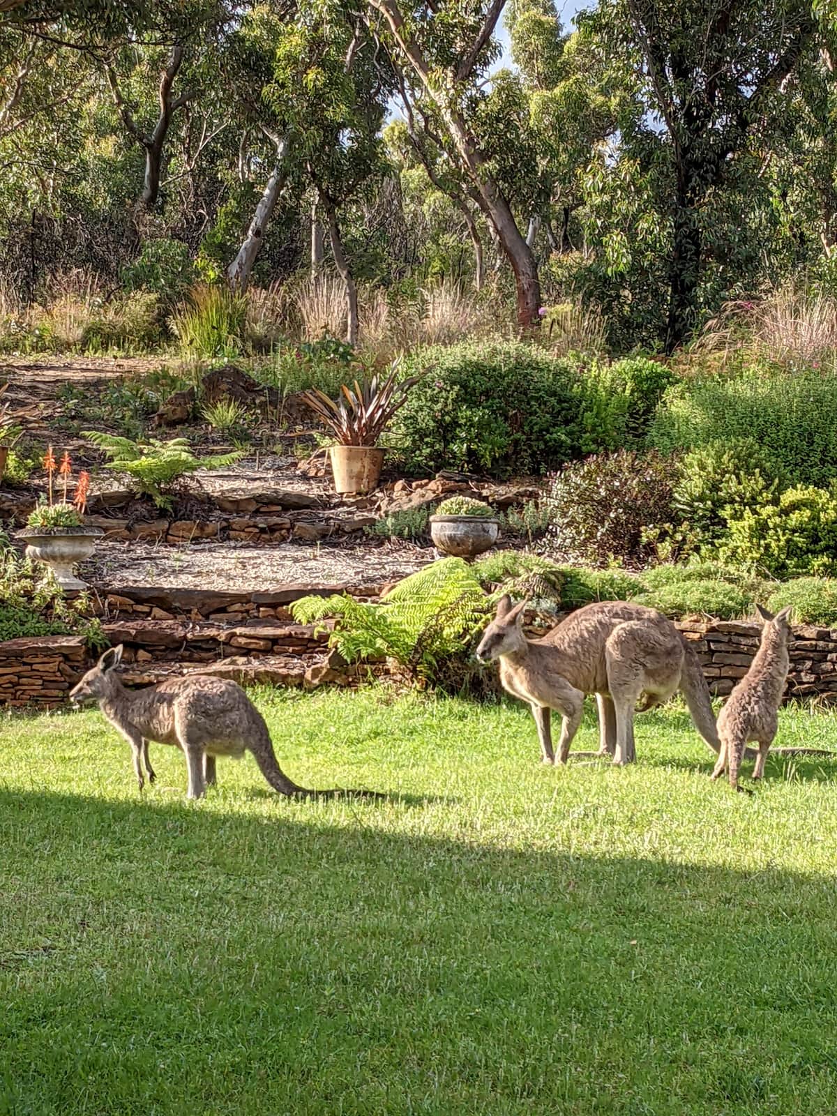 Bush garden