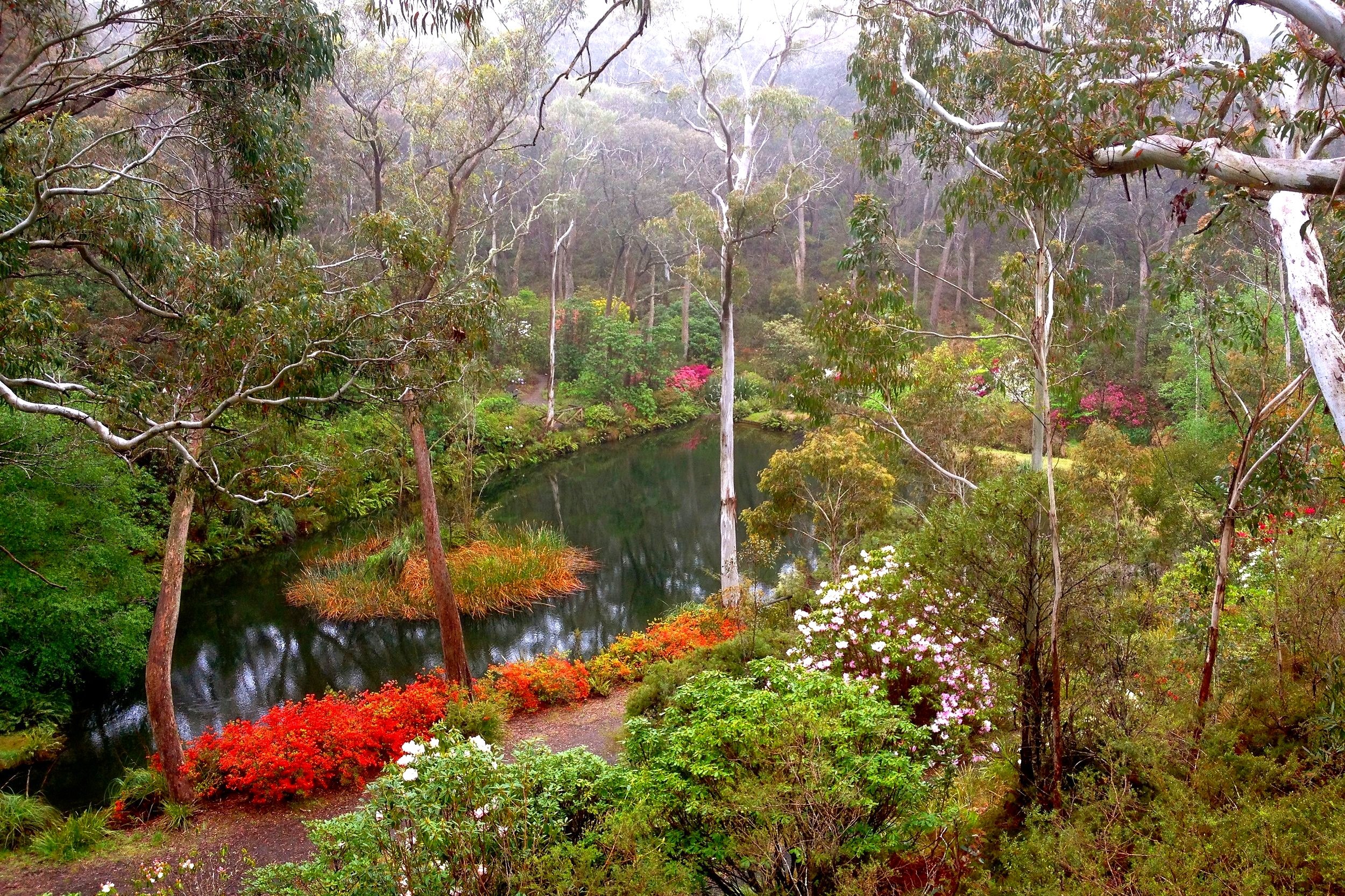 Campbell Rhododendron Gardens